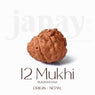 Certified 12 Mukhi Rudraksha bead in brown color from Indo origin placed on red cloth for solar energy, leadership, and spiritual authority. India’s Largest Pooja Accessories Brand - www.Japay.in