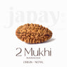 Certified 2 Mukhi Natural Rudraksha Bead (Nepali)