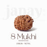 Certified 8 Mukhi Rudraksha bead in natural brown color from Indo origin placed on red cloth for success, clarity, and spiritual protection. India’s Largest Jap Mala Store - www.japay.in