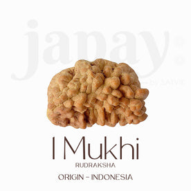Certified 1 Mukhi Natural Rudraksha Bead (Indonesia)