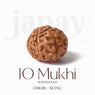 Certified 10 Mukhi brown Rudraksha bead from Indo origin placed on red cloth for spiritual protection, healing, and divine blessings. India’s Largest Pooja Accessories Brand - www.Japay.in


