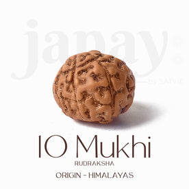 Certified 10 Mukhi brown Rudraksha bead from Indo origin placed on red cloth for spiritual protection, healing, and divine blessings. India’s Largest Pooja Accessories Brand - www.Japay.in