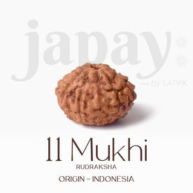 Certified 11 Mukhi Natural Rudraksha Bead (Indonesia)