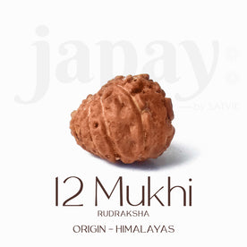 Certified 12 Mukhi Rudraksha bead in brown color from Indo origin placed on red cloth for solar energy, leadership, and spiritual authority. India’s Largest Pooja Accessories Brand - www.Japay.in
