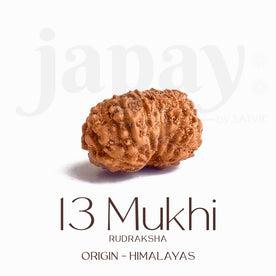 Certified 13 Mukhi Rudraksha bead in brown tone from Indo origin placed on red cloth, symbolizing charm, siddhi, and divine blessings of Venus and Kamadeva. India’s Largest Pooja Accessories Brand - www.Japay.in