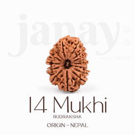 Certified 14 Mukhi Rudraksha Bead from Nepal