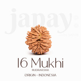 Certified 16 Mukhi Rudraksha Bead – Indonesia