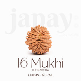 Certified 16 Mukhi Rudraksha Bead – Nepali