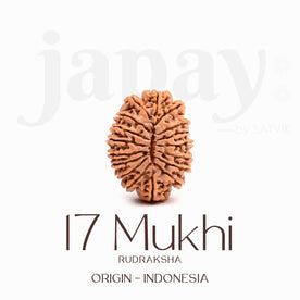 Certified 17 Mukhi Rudraksha Bead – Indonesia