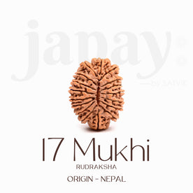 Certified 17 Mukhi Rudraksha Bead – Nepali