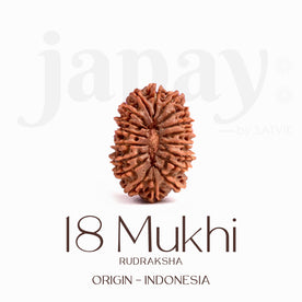Certified 18 Mukhi Rudraksha Bead – Indonesia