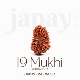 Certified 19 Mukhi Rudraksha Bead – Indonesia