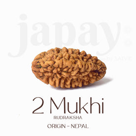 Certified 2 Mukhi Natural Rudraksha Bead (Nepali)