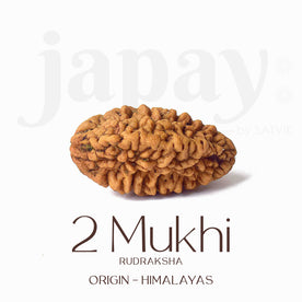 Certified 2 Mukhi Natural Rudraksha Bead (Himalaya)