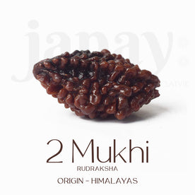 Certified 2 Mukhi Natural Rudraksha Bead – Brown, naturally grooved surface, spiritual seed used for harmony and relationship healing. India’s Premium Jap Mala Store - www.japay.in