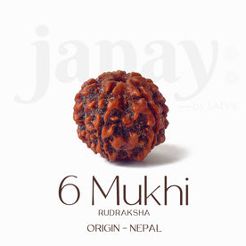 Certified 6 Mukhi Natural Rudraksha Bead (Nepali)