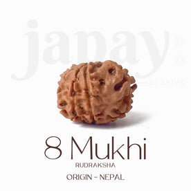 Certified 8 Mukhi Natural Rudraksha Bead (Nepal)