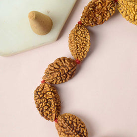 2 Mukhi Kantha Rudraksha Mala