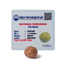 Certified 10 Mukhi Natural Rudraksha Bead (Himalaya)