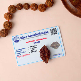 Certified 2 Mukhi Himalayan Rudraksha Bead - Himalaya