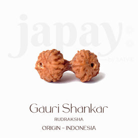 Certified Gauri Shankar Mukhi Natural Rudraksha Bead (Indonesia)
